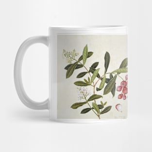 Botanical illustration (C010/8135) Mug